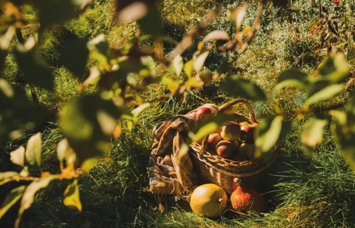 Ražas novākšanas un pateicības svētki dabā “Rudenāji”